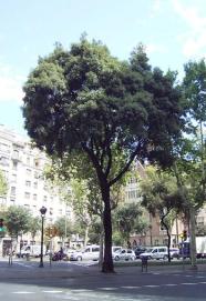 L Alzina Del Passeig De Gr cia Gaudir La Cultura